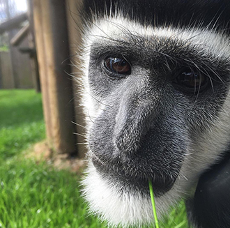 Maarten the Colobus Monkey!