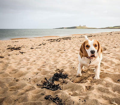 days out - a dog frolics on the beach in Northumberland