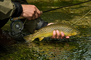 Fishing Breaks freshly caught Brown Trout