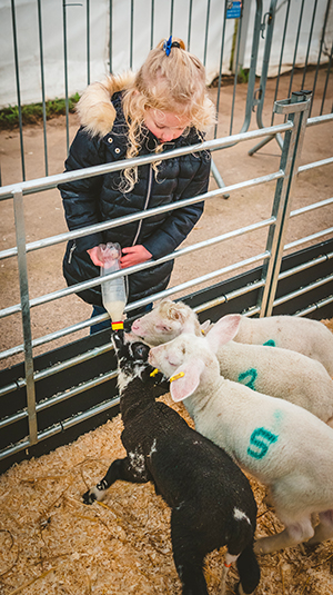 NFAF Lamb Feeding