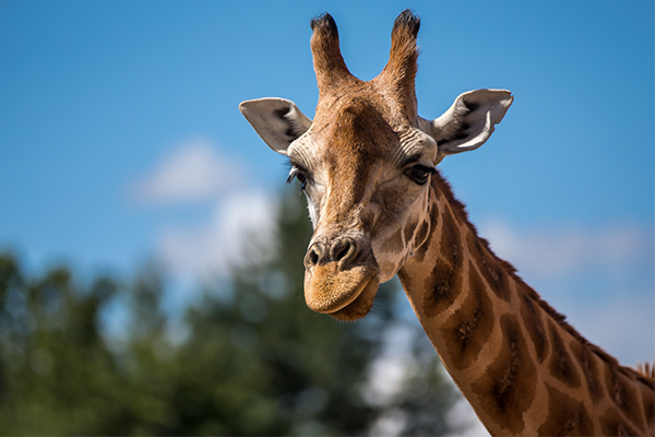 Accessible attractions - Chester Zoo