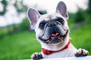 Dog happy on camping trip