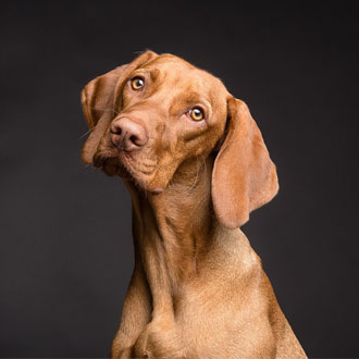 The Most Dog Friendly Hotel In The UK