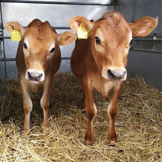 Competition Winner Names Jersey Calves - Milkshake & Mooana