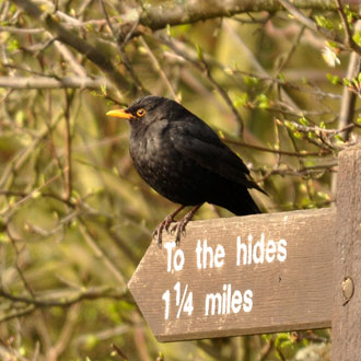 eco-friendly stays in the UK - elmley nature reserve