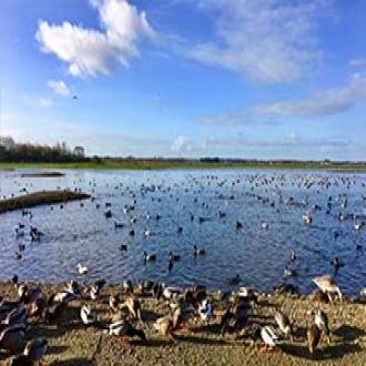 Martin Mere Wetland